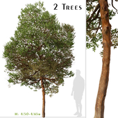 Set of Chilean myrtle Tree (Luma chequen) (2 Trees)
