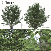 Set of Parrotia Persica Trees (Persian Ironwood) (2Trees)