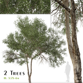 Set of Melaleuca ericifolia Tree (Swamp paperbark) (2 Trees)