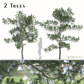 Set of Elaeocarpus Hainanensis Trees (Hainan Elaeocarpus) (2 Trees)