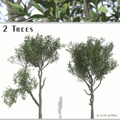 Set of Elaeocarpus Japonicus Trees (Elaeocarpaceae) (2 Trees)