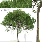 Set of Pittosporum undulatum Tree (Australian cheesewood) (2 Trees)