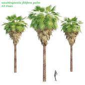 washingtonia filifera palm collection vol 55