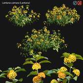 Lantana camara 02