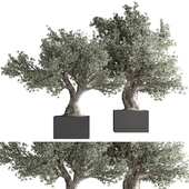olive plant and bonsai set 28