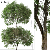 Set of Schinus areira Tree (Peruvian pepper) (2 Trees)