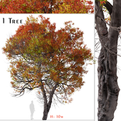 Trident Maple Tree (Acer buergerianum)