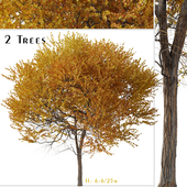 Set of Ginkgo biloba Tree (Maidenhair tree) (2 Trees)