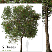 Set of Metrosideros excelsa Tree (Pohutukawa) (2 Trees)