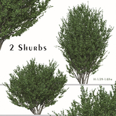 Set of Buxus sempervirens Shurb (Boxwood) (2 Shurbs)