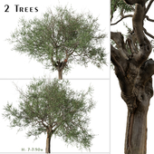 Set of Olive Tree (Olea europaea) (2 Trees)