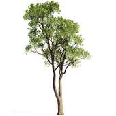 Tree oak 2021