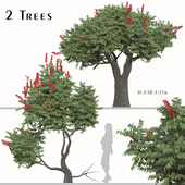 Set of Rhus typhina Tree ( Dissecta ) ( 2 Trees )