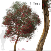 Leptospermum scoparium Tree (Manuka)