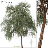 Set of Eucalyptus sideroxylon Tree (Red ironbark) (2 Trees)
