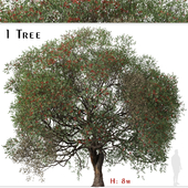 Corymbia ficifolia Tree (Red flowering gum)