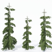 Ель обыкновенная Роттенхаус (Picea abies Rothenhaus)