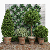 Set of plants No. 5 (Boxwood, dogwood, ivy)