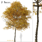 Set of Fraxinus albicans Tree (Texas ash) (2 Trees)