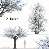 Set of Pyrus Calleryana Trees (Chanticleer) (2 Trees)