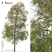 Set of Weeping bottlebrush Tree (Melaleuca viminalis) (2 Trees)