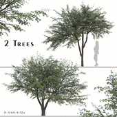 Set of Rhus chinensis Trees (Chinese sumac) (2 Trees)