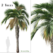 Set of Hyophorbe verschaffeltii Tree (Spindle palm) (2 Trees)