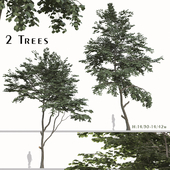 Set of Tilia amurensis Tree (Amur linden) (2 Trees)