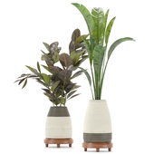 Collection Indoor Plants Set Nim01