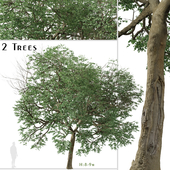 Set of Tilia euchlora Tree (Caucasian Linden) (2 Trees)