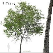 Set of Taiwan beech Tree (Fagus hayatae) (2 Trees)