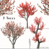 Set of Bombax ceiba Trees (Cotton Tree) (3 Trees)