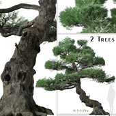 Set of Japanese white pine Tree (Pinus parviflora) (2 Trees)