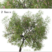 Set of Bristly locust Tree (Robinia hispida) (2 Trees)