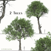Set of Quercus serrata Tree (Korean Oak) (2 Trees)