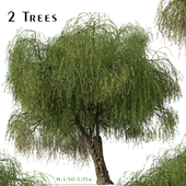 Set of Peppermint Willow Tree (Agonis flexuosa) (2 Trees)