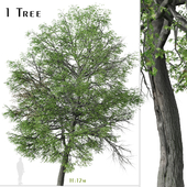 Pin oak Tree (Quercus palustris)