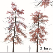 Set of Metasequoia glyptostroboides Tree ( Dawn redwood ) ( 2 Trees )