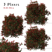 Set of Red tip photinia Plant ( Photinia fraseri ) (3 Plants)
