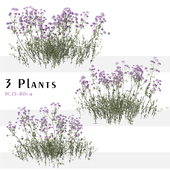 Set of Verbena bonariensis Plant ( Purpletop vervain ) (3 Plants)