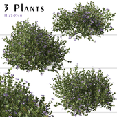 Set of Greater periwinkle Plant ( Vinca major ) (3 Plants)