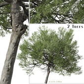 Set of Acacia amoena Tree (Boomerang Wattle) (2 Trees)