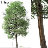 Italian Alder Tree (Alnus cordata)