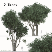 Set of Melaleuca leucadendra Tree ( Paperbark ) (2 Trees)
