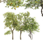 3 diffrent tree_Orange_Fruit_Flower_Lemon