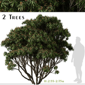 Set of Viburnum rhytidophyllum Tree (Leatherleaf viburnum) (2 Trees)