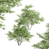 2 diffrent tree-Kousa Dogwood