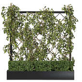 Vertical Garden - Planter with trellis