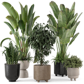 Indoor Plants  in rusty Concrete Pot - Set 456