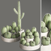 Set of Cactuses and indoor plant set 35